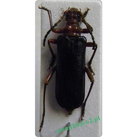 Rhamnusium bicolor bicolor (Schrank, 1781a) Szczerolotek dwubarwny, sz. niebieski
